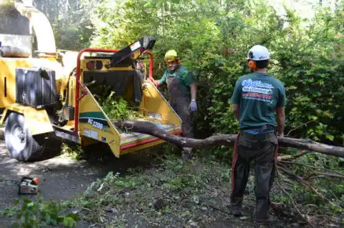 tree services Arden-Arcade